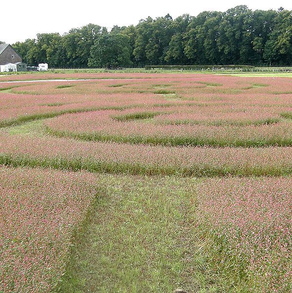 meadow-maze-sq