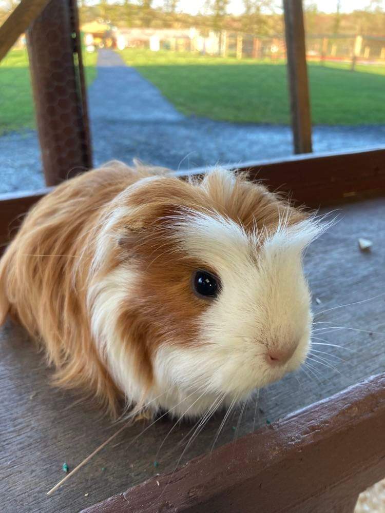 guinea pig 1