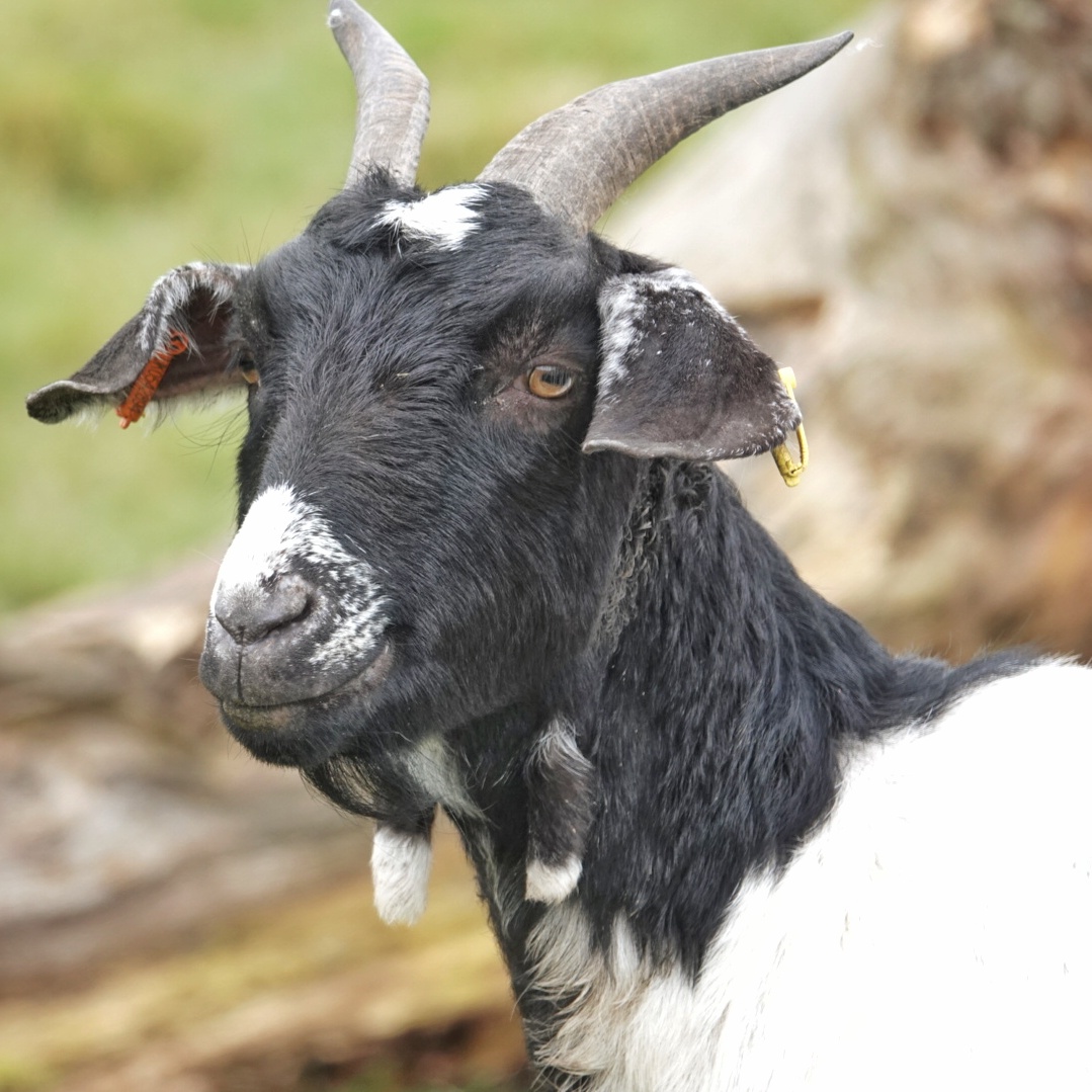 Goat by Sue Dumbleton